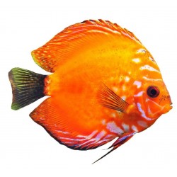 Sticker poisson exotique orange