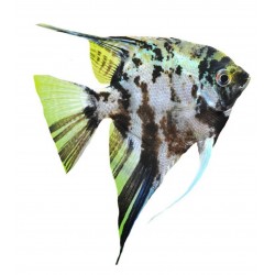 Sticker mural poisson exotique