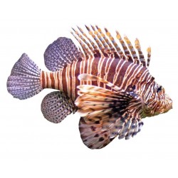 petit Sticker poisson exotique