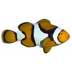 Sticker poisson clown deco