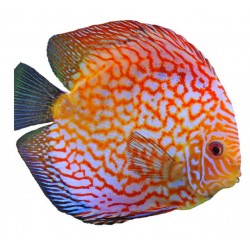 Sticker poisson exotique