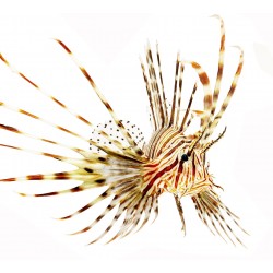 Sticker poisson exotique mural