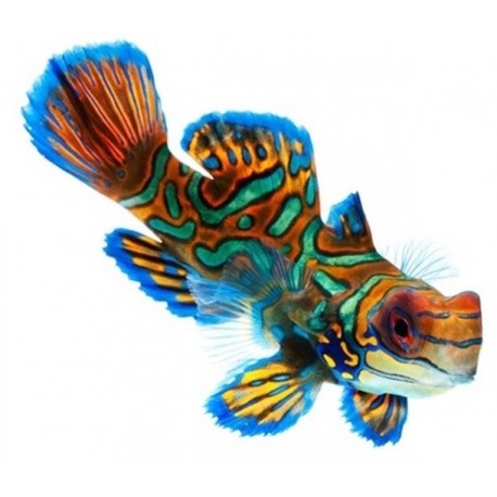 Sticker poisson exotique