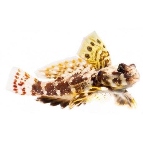 Sticker poisson exotique pas cher