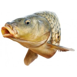 Sticker poisson cuisine