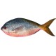 Sticker poisson rouget