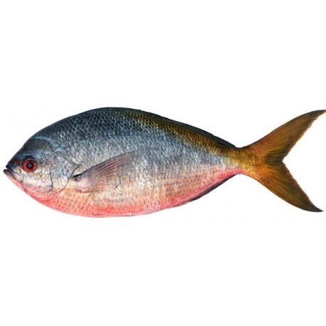 Sticker poisson rouget