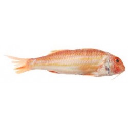 petit Sticker poisson