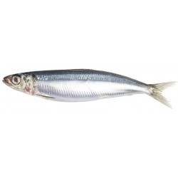 Sticker muraux poisson sardine