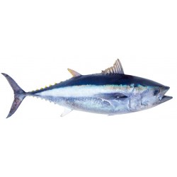 Sticker poisson thon