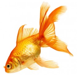 Sticker poisson rouge mer