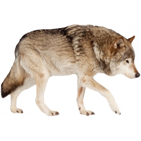 Sticker loup decoration