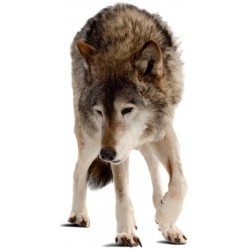 Sticker loup deco chambre