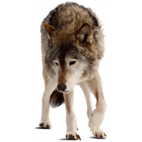 Sticker loup deco chambre