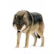 Sticker muraux loup