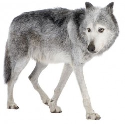 Sticker mural loup gris