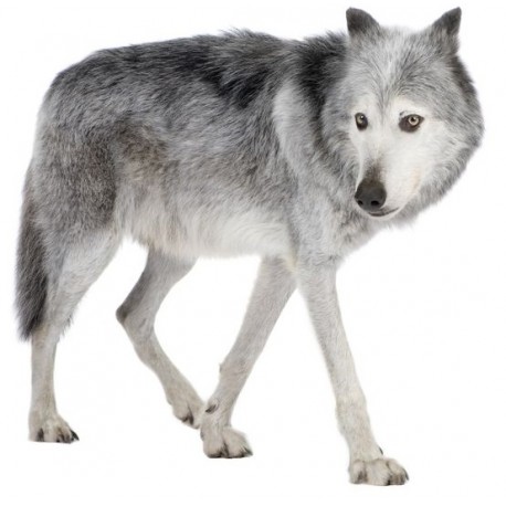 Sticker mural loup gris