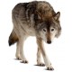 Autocollant loup