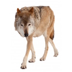 Autocollant loup roux