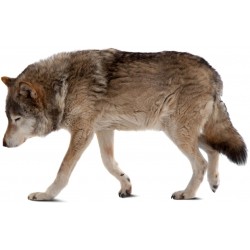 Sticker loup gris maron