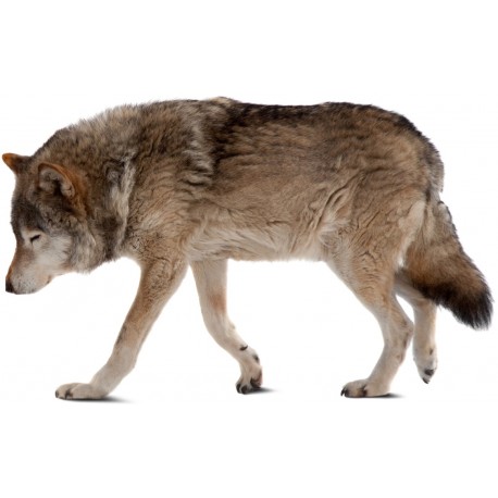 Sticker loup gris maron