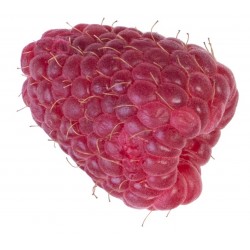 Sticker Fruit coupé