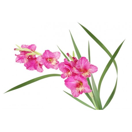 Sticker Fleur rose avec feuillage