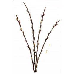 Sticker Fleur pouce branche