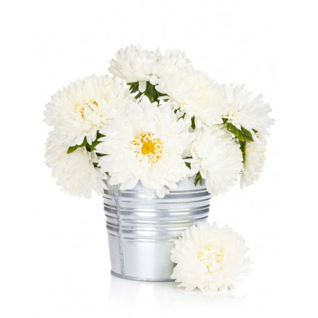 Sticker Fleur aster blanche