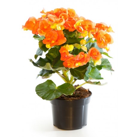 Sticker Fleur begonia orange