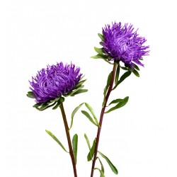 Sticker Fleur chrysanthemes bleu