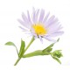 Autocollant Fleur marguerite feuilles