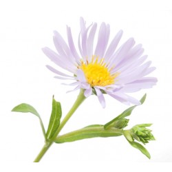 Autocollant Fleur marguerite feuilles