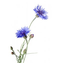 Sticker mural bleuet