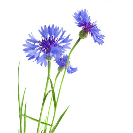 Autocollant Fleur bleuet