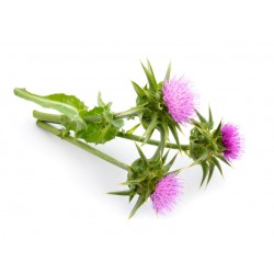 Sticker mural charbon violet rose