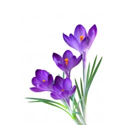Sticker Fleur crocus violet