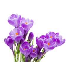 Sticker Fleur crocus violet