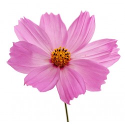 Autocollant cosmos rose