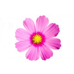 Sticker Fleur comos rose