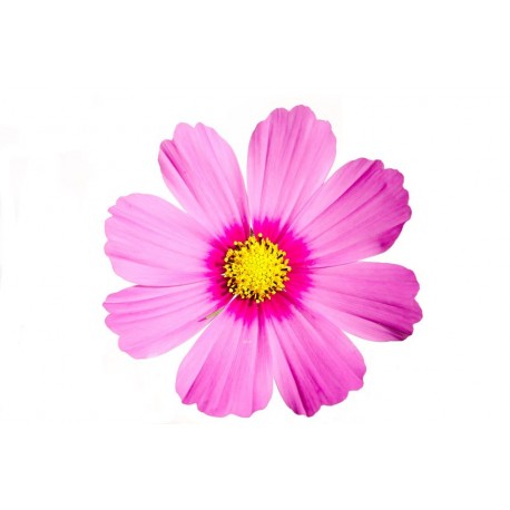 Sticker Fleur comos rose