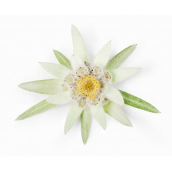 Sticker Fleur edlweiss blanche