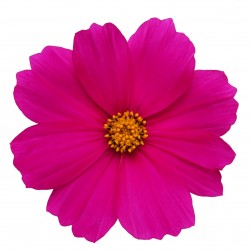 Stickers muraux Fleur rose