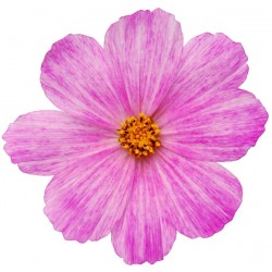 deco Sticker Fleur rose