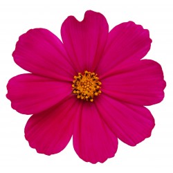 Sticker Fleur rose avec petales