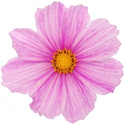 Sticker Fleur rose bouton jaune