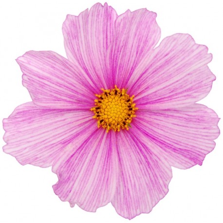 Sticker Fleur rose bouton jaune