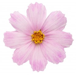 Sticker Fleur rose clair