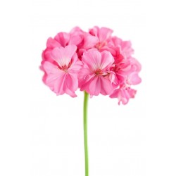Sticker Fleur geranium rose