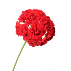 Sticker Fleur geranium rouge